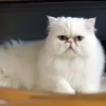 9 Cara Mudah Merawat Kucing Persia Untuk Pemula