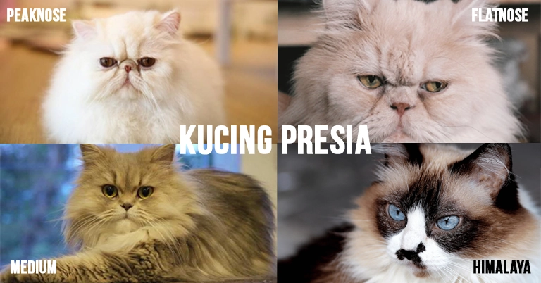 Jenis Kucing Persia