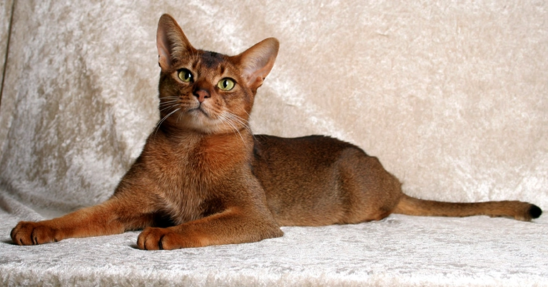 kucing abyssinian
