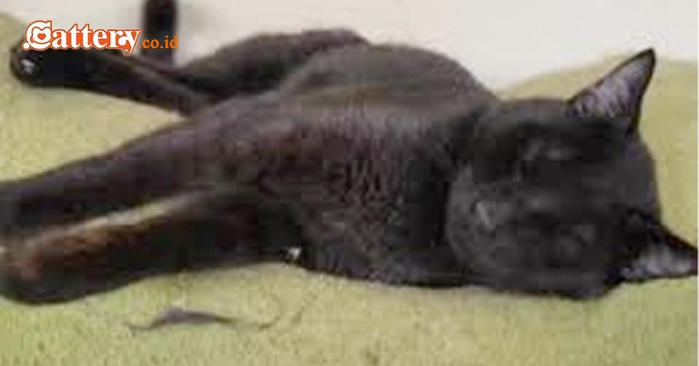 Kucing Menyelamatkan Pengadopsi- Kisah Blake dalam Adopsi
