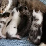 Lama Kucing Anak Bersama Induk - Panduan Perawatan Kucing
