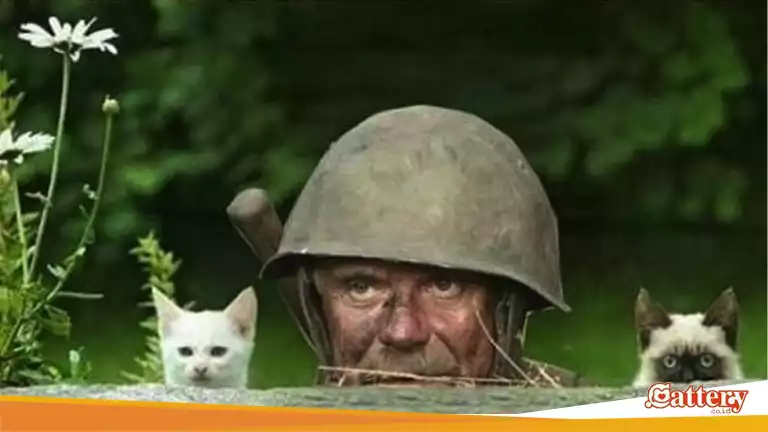 5 Kucing Lucu Ini Ikut Serta Dalam Perang Dunia 2