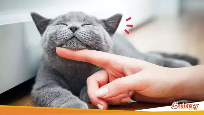 Cara kucing menunjukkan kasih sayang