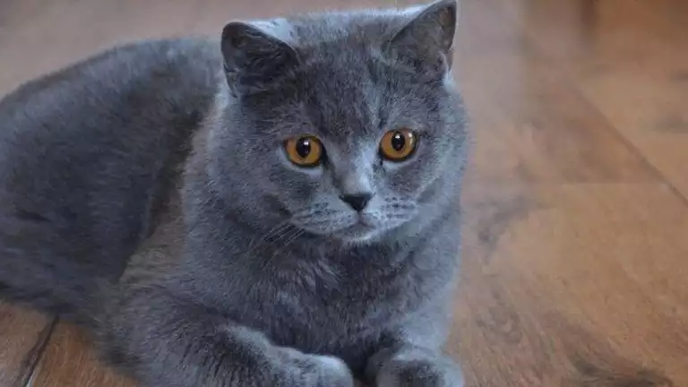 Gambaran Umum tentang Jenis Kucing Bulu Pendek