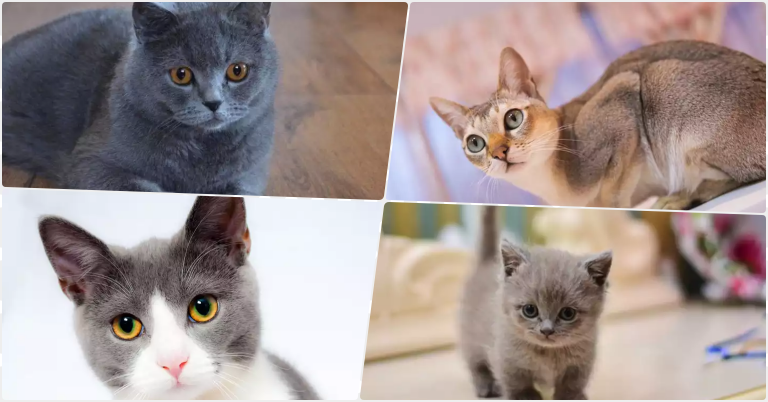 Jenis Kucing Bulu Pendek- Panduan Lengkap untuk Pecinta Kucing