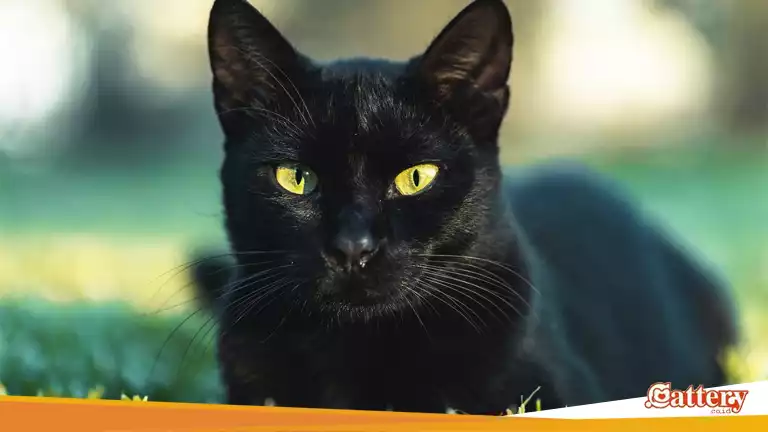 Kucing Bombay Cat- Tips Menarik dan Harga Terbaru 2024