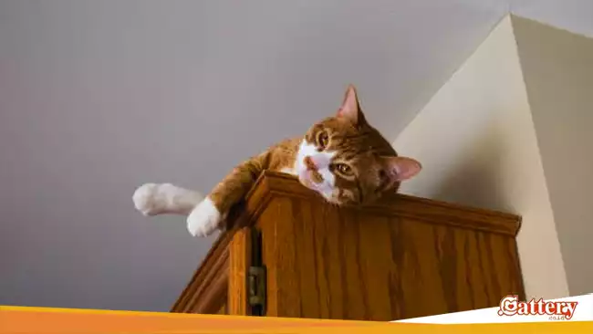 Kucing sangat senang berada di tempat yang tinggi