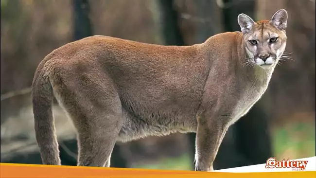 Puma adalah hewan yang sangat menjaga teritorialnya