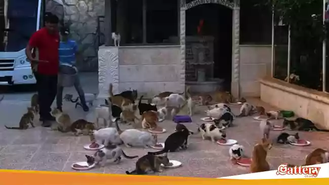 Alaa Supir Ambulans Syria Menampung Kucing Terlantar