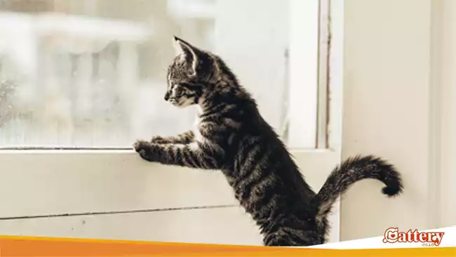 Apa yang Kucing Lakukan Setiap Harinya Ketika Sendirian di Rumah?