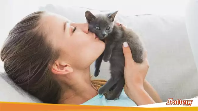 Apakah si Kucing Merasa Senang Jika Kita Cium?