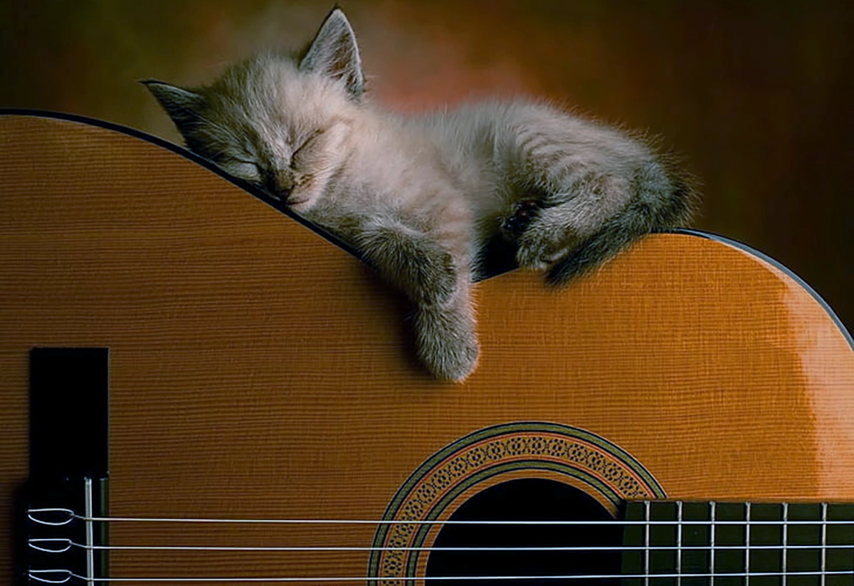Cats and Guitars- Pameran Unik Antara Kucing dan Gitar oleh Kate Benjamin