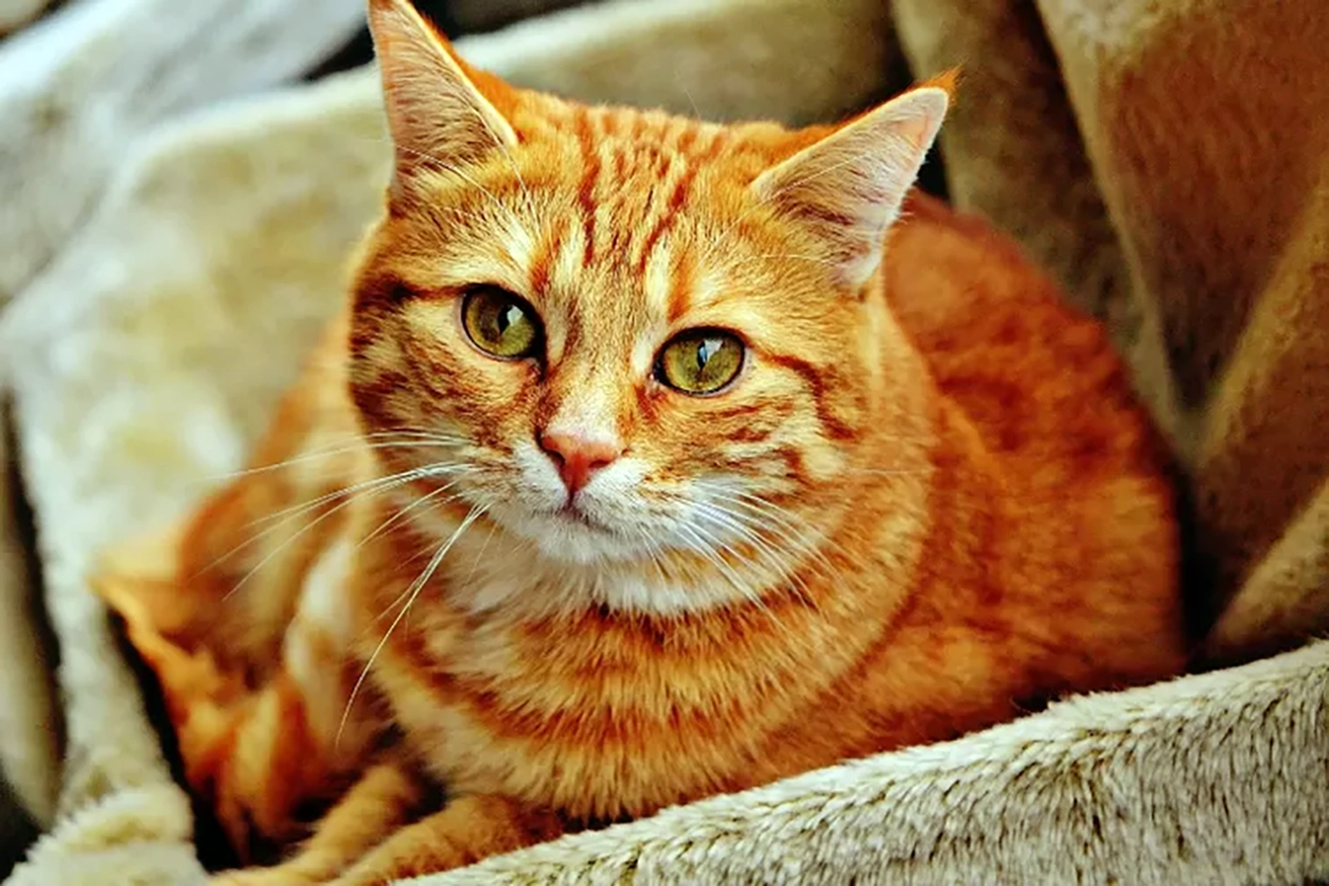Ciri-ciri Kucing yang Terkena Katarak dan Cara Pengobatannya