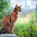 Kucing Pintar Top 6- Fakta Unik yang Mengejutkan!
