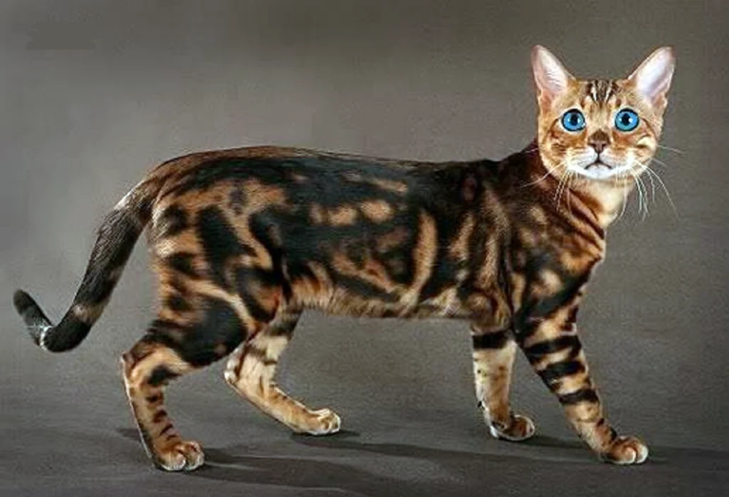 Kucing Pintar Top 6 - Kucing Bengal