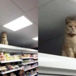 Seekor Kucing di London Enggan Beranjak dari Sebuah Supermarket!
