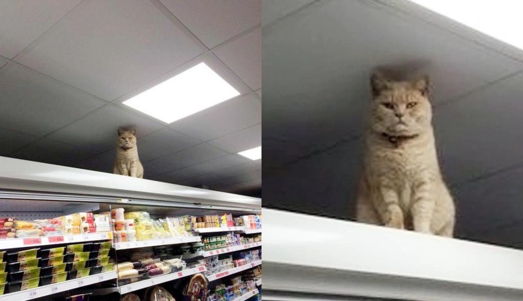 Seekor Kucing di London Enggan Beranjak dari Sebuah Supermarket!